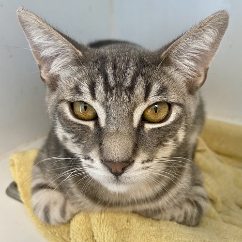 Maui (bonded w/ Moana), Baby Domestic Short Hair / Mixed (short coat), cat for adoption in San Rafael, California