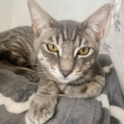 Maui (bonded w/ Moana), Baby Domestic Short Hair / Mixed (short coat), cat for adoption in San Bruno, California