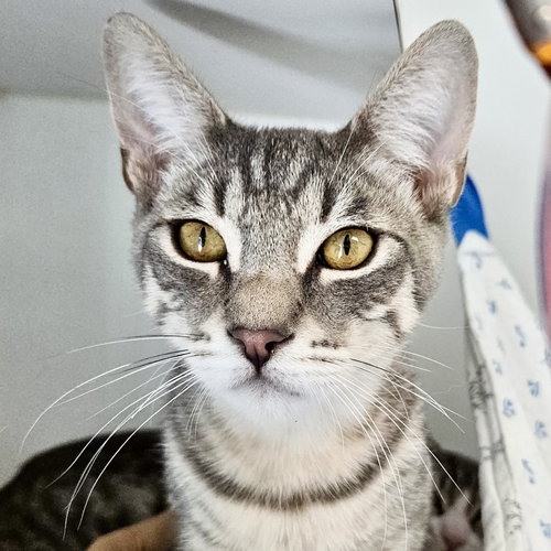 Maui (bonded w/ Moana), Baby Domestic Short Hair / Mixed (short coat), cat for adoption in San Bruno, California
