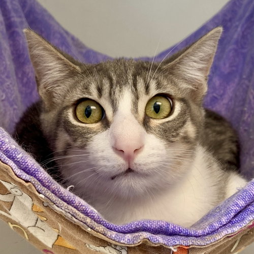 Moana (bonded w/ Maui), Baby Domestic Short Hair / Mixed (short coat), cat for adoption in San Rafael, California