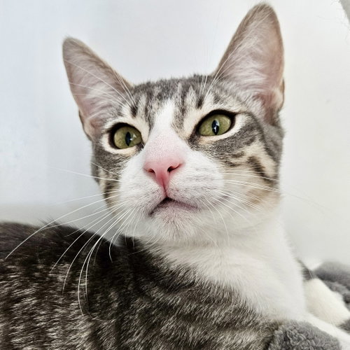 Moana (bonded w/ Maui), Baby Domestic Short Hair / Mixed (short coat), cat for adoption in San Bruno, California