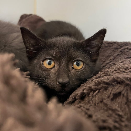 Aviva (bonded w/ Celine), Baby Domestic Short Hair / Mixed (short coat), cat for adoption in Vallejo, California