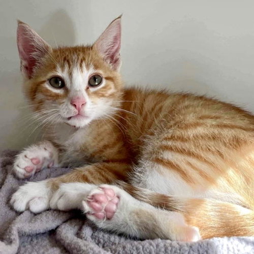 Anaheim, Baby Domestic Short Hair / Mixed (short coat), cat for adoption in Vallejo, California