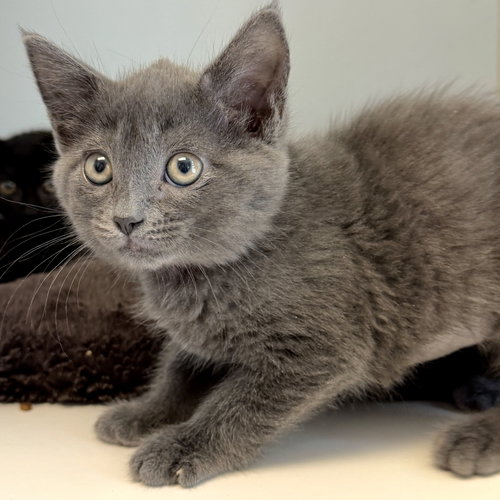 Celine (bonded w/ Aviva), Baby Domestic Short Hair / Mixed (short coat), cat for adoption in Vallejo, California