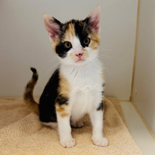 Kara (bonded w/ Lois), Baby Domestic Short Hair / Mixed, cat for adoption in San Bruno, California