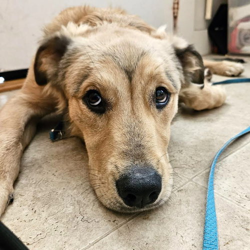 Lowell, an adoptable Shepherd in Oakland, CA