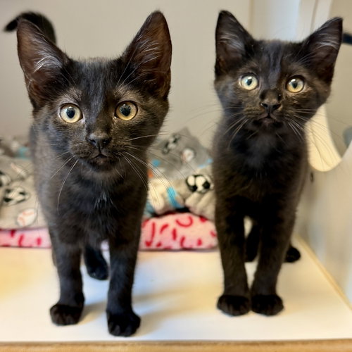 Juliet (bonded w/ Maria), Baby Domestic Short Hair / Mixed (short coat), cat for adoption in Cupertino, California