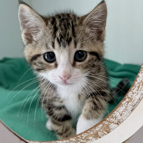 Kiwi (bonded w/ Ginny)