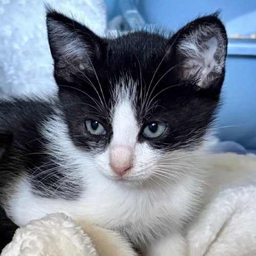 Bandit (bonded w/ Smokey)