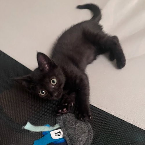 Smokey (bonded w/ Bandit), Baby Domestic Short Hair / Mixed (short coat), cat for adoption in Vallejo, California