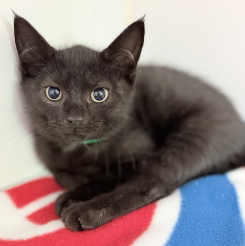 Smokey (bonded w/ Bandit)