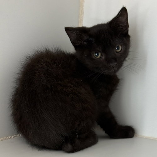 Lulu (bonded w/ Angel)