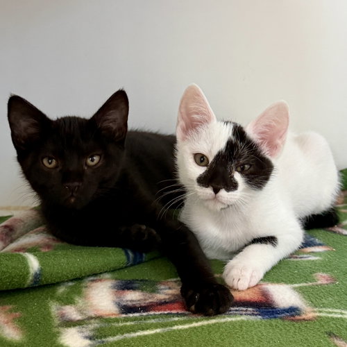 Lulu (bonded w/ Angel), Baby Domestic Short Hair / Mixed (short coat), cat for adoption in Cupertino, California