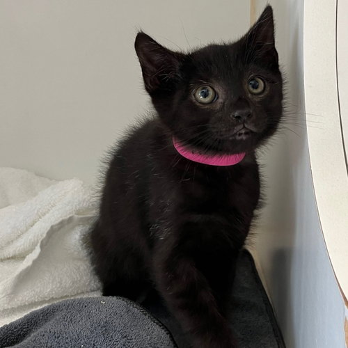 Harold (bonded w/ Benjamin), Baby Domestic Short Hair / Mixed, cat for adoption in Vallejo, California