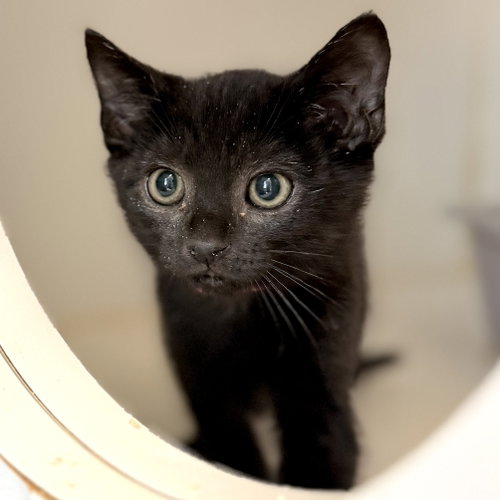 Harold (bonded w/ Benjamin), Baby Domestic Short Hair / Mixed (short coat), cat for adoption in Petaluma, California