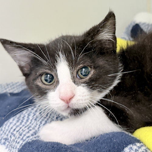 Poppy (bonded w/ Electra)