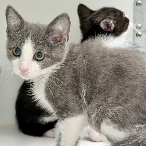 Electra (bonded w/ Poppy)