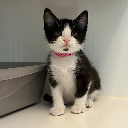 Benjamin (bonded w/ Harold), Baby Domestic Short Hair / Mixed (short coat), cat for adoption in Petaluma, California
