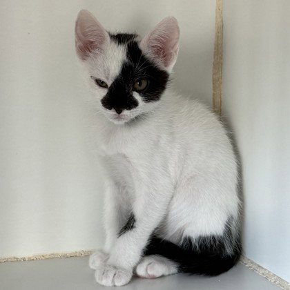 Angel (bonded w/ Lulu)