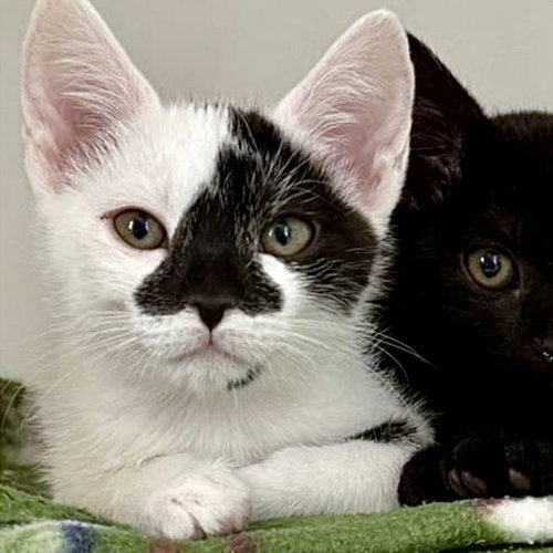 Angel (bonded w/ Lulu), Baby Domestic Short Hair / Mixed (short coat), cat for adoption in Cupertino, California