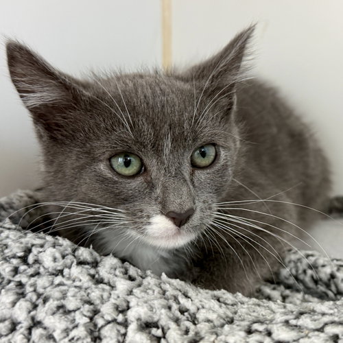 Ricky (bonded w/ Benson), Baby Domestic Short Hair / Mixed (short coat), cat for adoption in San Bruno, California