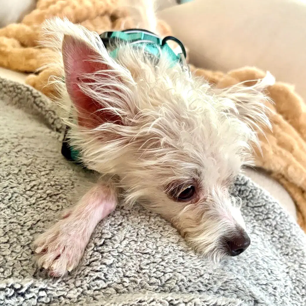 Gucci image 4