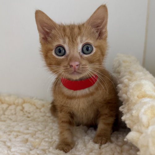 Sunny (bonded w/ Moon)