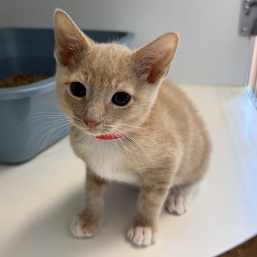 Moon (bonded w/ Sunny)