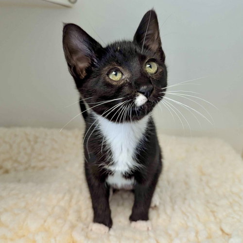 Croquette (bonded w/ Miette), Baby Domestic Short Hair / Mixed, cat for adoption in Cupertino, California