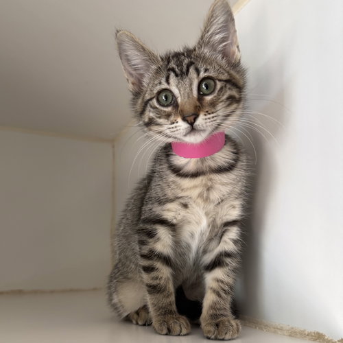 Miette (bonded w/ Croquette), Baby Domestic Short Hair / Mixed, cat for adoption in Cupertino, California