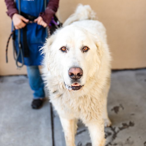 Osobuco, an adoptable Great Pyrenees in Oakland, CA