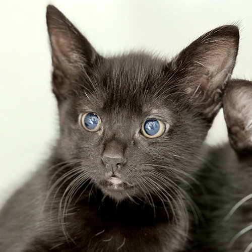 Pensacola, an adoptable Domestic Short Hair in Oakland, CA