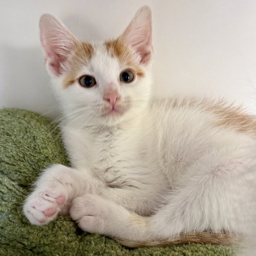 Tangerine (bonded w/ Kiwi), Baby Domestic Short Hair / Mixed (short coat), cat for adoption in Hayward, California