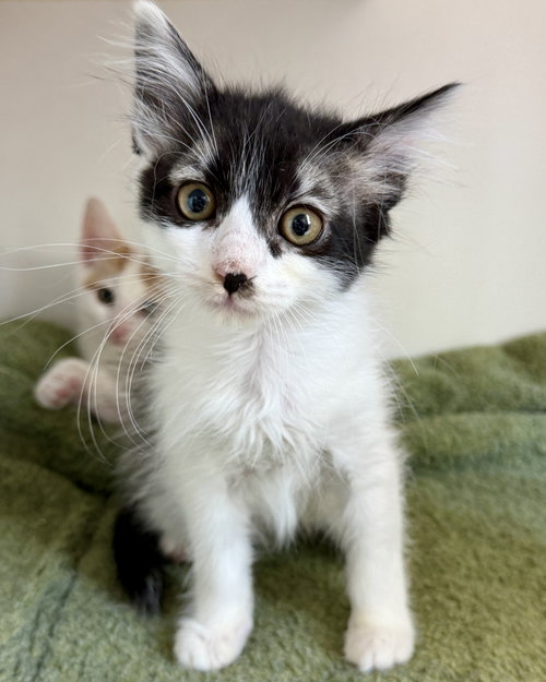 Kiwi (bonded w/ Tangerine), Baby Domestic Short Hair / Mixed (short coat), cat for adoption in Hayward, California