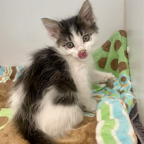 Posey, Baby Domestic Short Hair / Mixed, cat for adoption in Richmond, California