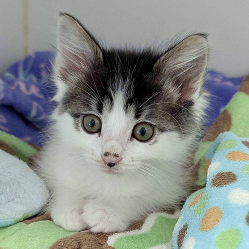 Posey, Baby Domestic Short Hair / Mixed, cat for adoption in San Bruno, California