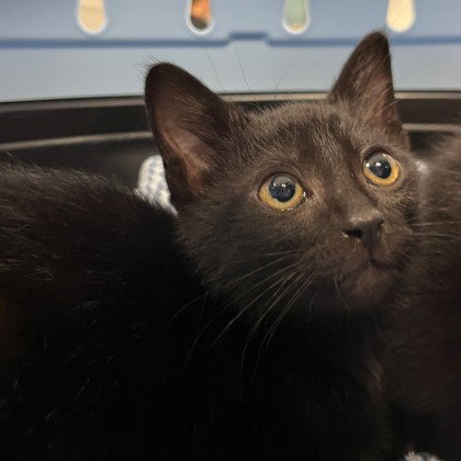 Schnitzel (bonded w/ Noodle)