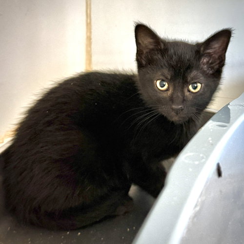 Schnitzel (bonded w/ Noodle), Baby Domestic Short Hair / Mixed (short coat), cat for adoption in San Bruno, California