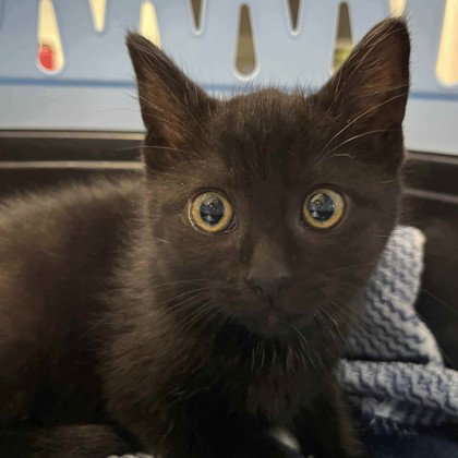 Noodle (bonded w/ Schnitzel)