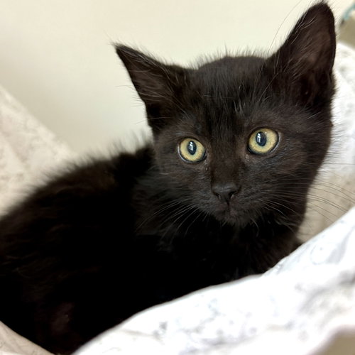 Noodle (bonded w/ Schnitzel), Baby Domestic Short Hair / Mixed (short coat), cat for adoption in San Bruno, California