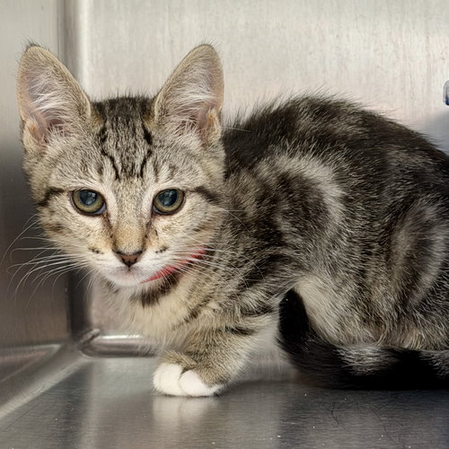 Ernestina (bonded w/ Alberto)