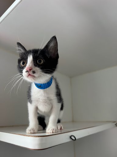 Charlie