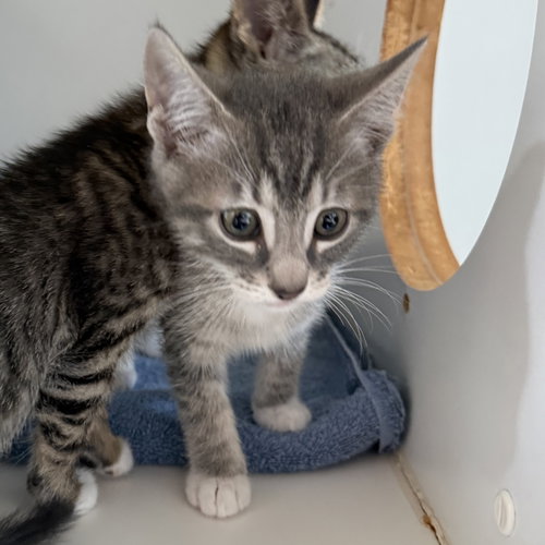 Gravy (bonded w/ Biscuit), Baby Domestic Short Hair / Mixed (short coat), cat for adoption in Union City, California