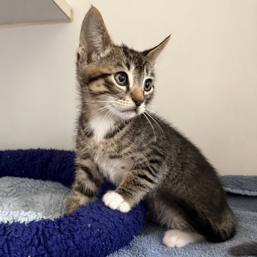 Biscuit (bonded w/ Gravy), Baby Domestic Short Hair / Mixed (short coat), cat for adoption in Union City, California