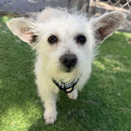 Asterisk, an adoptable Maltese in Oakland, CA