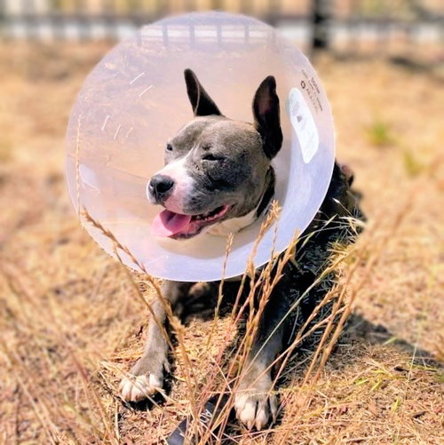 picture of the dog needing adoption