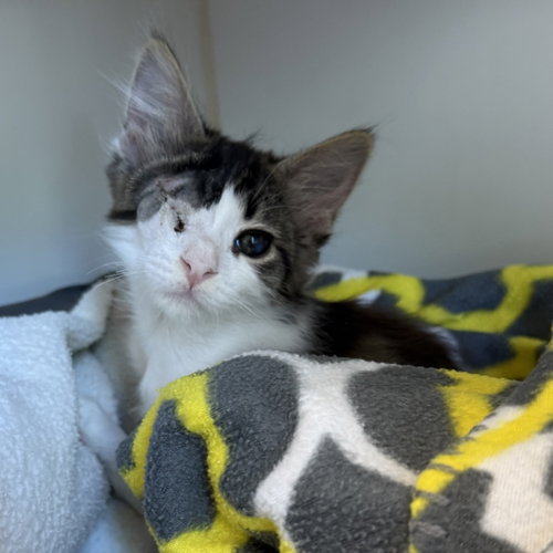 Mariah Carey (bonded w/ Ice-cube), an adoptable Domestic Short Hair in Oakland, CA