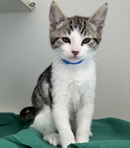 Piccolo (bonded w/ Viola)