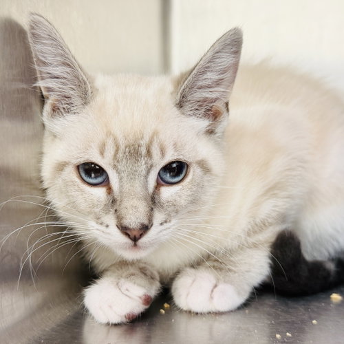 Alberto (bonded w/ Esnestina)