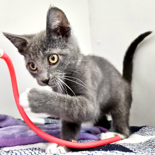 Portland (bonded with Mouse), an adoptable Domestic Short Hair in Oakland, CA